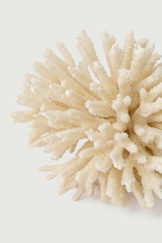 Branche De Corail Blanc